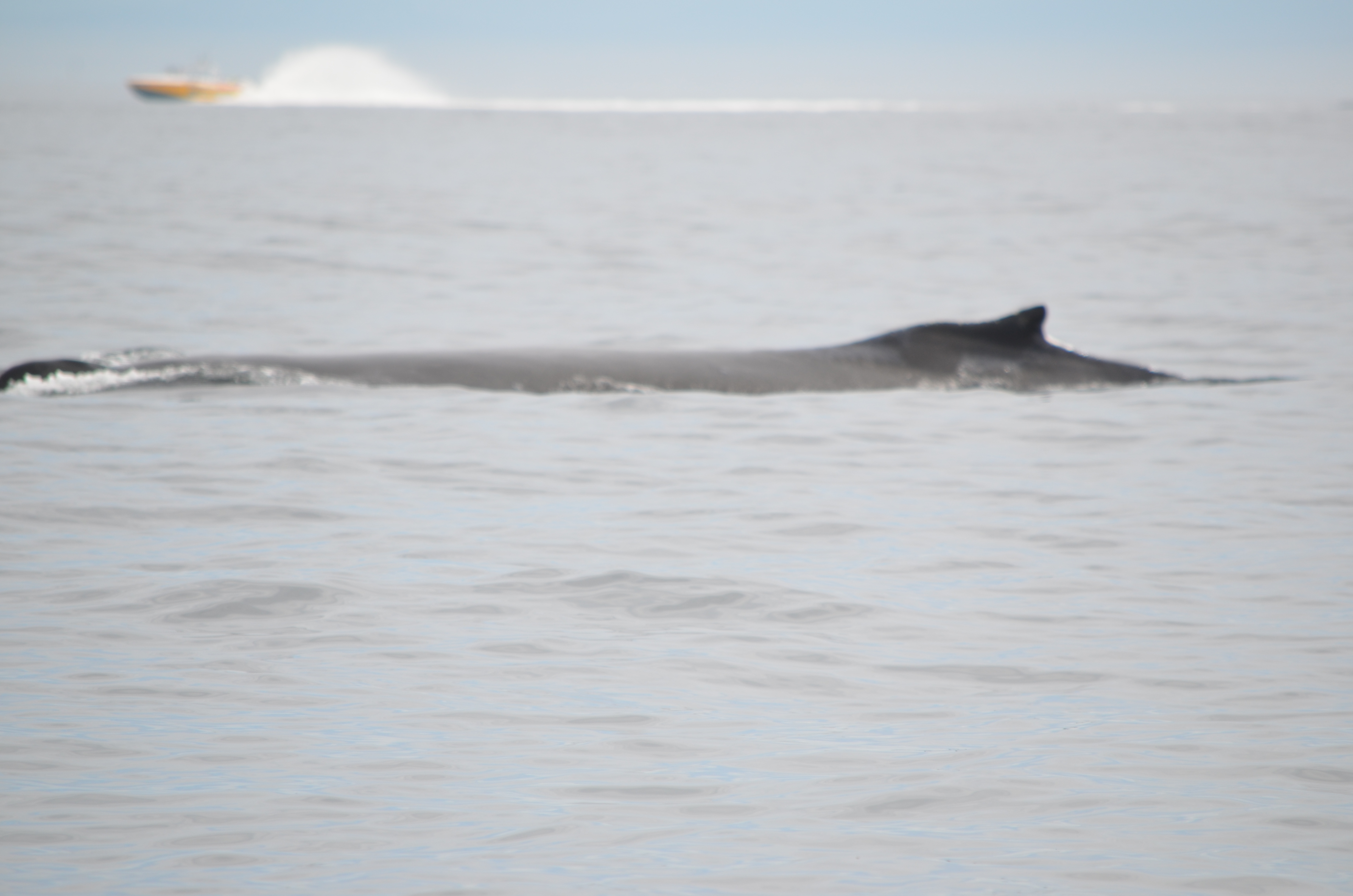 photos/wildlife/Mammal_Species/Humpback Whale/DSC_0132.JPG